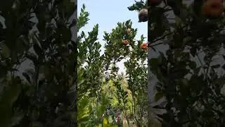 Orange garden at Ashokenagar