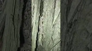 Christinus marmoratus