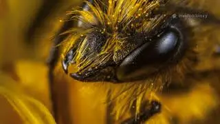 the bee nursery rhymr poem #kids #poem