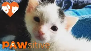 These Kittens Can't Stop Yawning | PAWsitive 🧡