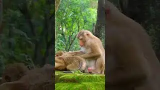 Great Monkey Family Taking Care Each Other | Unforgettable Memories Cute Monkey Life #funny