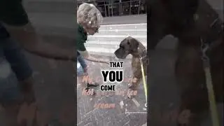 A dog with Marianne Timmer#doglove #greatdaneworld #greatdane