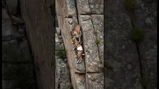 A tiger catch the goat on the cliff #goat #tiger #goats #shorts