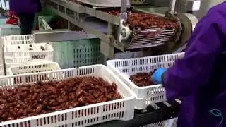 How are Dates Pitted?