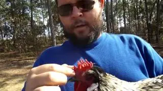 Chicken Comb types: Buttercup