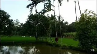 Nature🌿Nature tune #nature #beautyofbangladesh #village #trainsound #trainjourney #exploremore