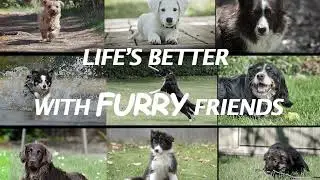 Cute Dogs Image Editing Reel 🐾 | Adorable Pet Edit | Aesthetic Dog Video