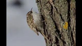 Пищуха &ndash; маленькая шустрая птичка, Common treecreeper