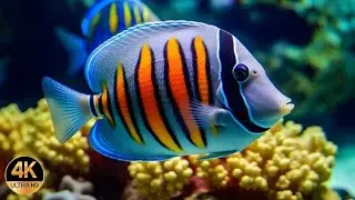 Soothing Piano Melodies with Peaceful Sea Life and Ocean Scenery for Relaxation and Focus 🐠