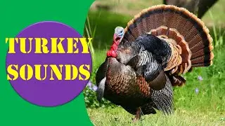 Turkey Sounds -Turkey Sound Effect  || Animal Sounds.