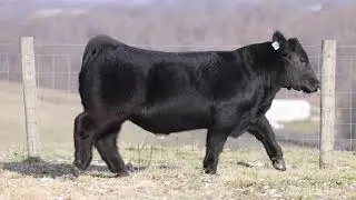 Brinker 8N