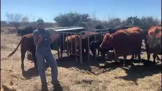 Creep feeding para becerros