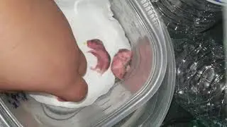 Hand feeding 7 day old calico hamsters 🐹