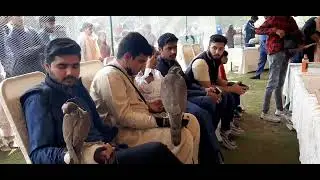 falconry event held at race course park Lahore || full vlog will be upload soon