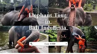 ELEPHANT TOUR IN BALI INDONESIA | LIVING IN BALI | DIGITAL NOMAD LIFE |