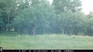 Bear standing up  eating scrub oak back