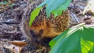 European hedgehog