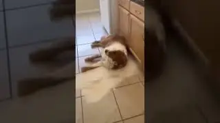 Um cachorro intolerante &agrave; farinha