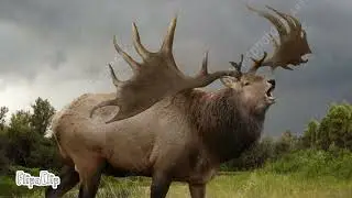 Irish elk sound effect
