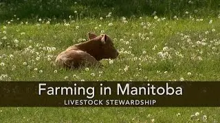 Farming in Manitoba: Livestock Stewardship