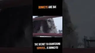 Койоты ненавидят ослов: вот почему!