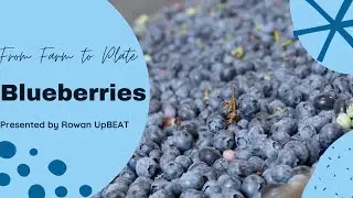 From Farm to Plate: Blueberries