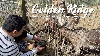 Visited the Golden Ridge Animal Farm | Hands On Farm Experience in Dural