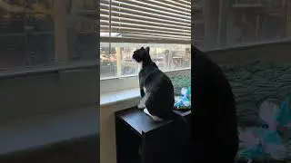 Trapping Teenage Mama and Her Kitten