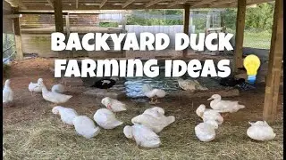 Backyard Duck Farming Ideas