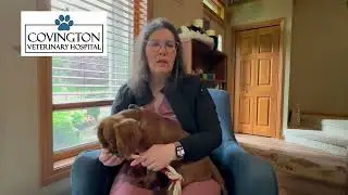 Benefits of Pet Dentistry