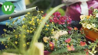 Pflanztipps f&uuml;r den Sommergarten