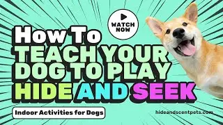 How to Teach Your Dog to Play Hide and Seek
