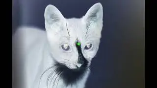 Negative Afterimage Illusion