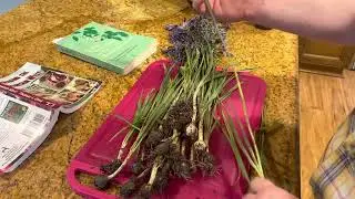 Identifying, Harvesting, and Taste Testing Camas Bulbs.