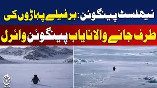 Nihilist Penguin Viral Video | Solo Penguin Walks 70 KM | Rare Wildlife Behavior &ndash; Aaj Pakistan News