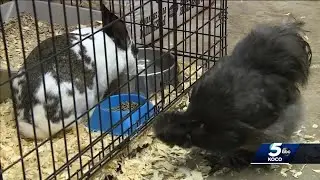 Local animal advocate speaks about new federal law