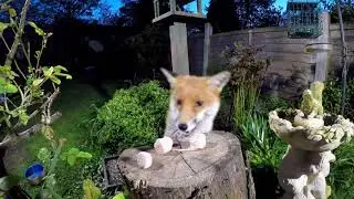 Red fox jumping over a fence and taking food left out on a tree stump in a garden, Birmingham, UK