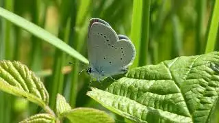 Britain's Smallest Butterfly - The Small Blue (Cupido minimus)