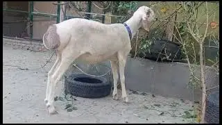 dumba for sale|cattle market Rawalpindi