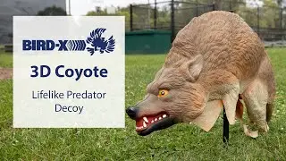 3D Coyote Decoy: Silent Predator Deterrent for Birds & Small Pests