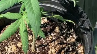 My plant is budding early