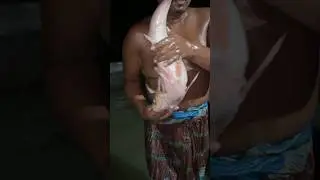 Amazing Big Silver Carp Fish Breeding System #shorts #fishing