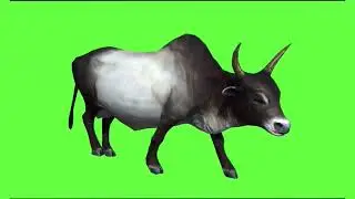 Cow green screen video / Ox green screen video / Bull green screen video no copyright