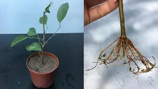Propagate ficus tree from cuttings | How to grow ficus from cuttings