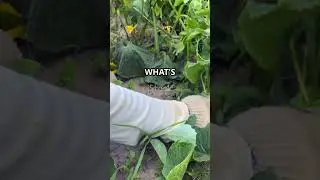 Why Do Some Cucumbers Taste Bitter?