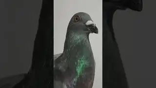 angry birds #song #bollywood #love #hindisong #hindi #birds #pigeonhouse #pigeon #kabootarloft05