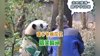 谭爷爷工作中的搞笑瞬间，花花想爬树被爷爷无情吐槽，花花不服气