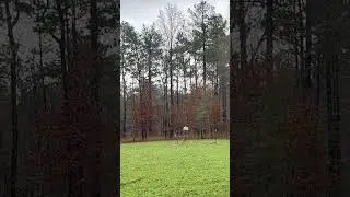 Cull buck hunting