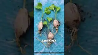 Cara Menanam Pohon Jeruk yang Benar