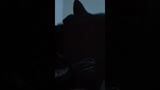 He Purr